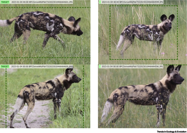 Online now: Automated identification of African carnivores: conservation applications dlvr.it/T15z4d