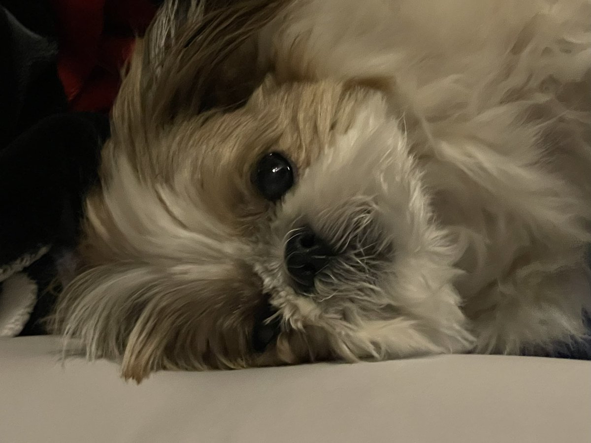 누나 잠들면 안대.. 진실게임하자 좋아하는 강아지있어?Translate post