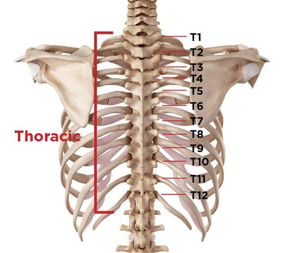 drdozellodc's tweet photo. Two Minutes of Anatomy: Thoracic Spine
Dr Donald A Ozello DC of Championship Chiropractic
#thoracicspine #thoracic #spine #midback #thoracicspineanatomy #spineanatomy #spinalanatomy #vertebra #vertebrae #anatomy #anatomyandphysiology #vegas #chiropractor https://t.co/z6uwKjSN1I https://t.co/UZmC5o6QxN