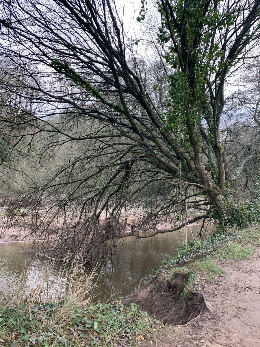 JBPhotos_UK's tweet photo. … ‘It’s a tree- thing! …
#trees #treeporn #countryside #outdoors https://t.co/Gnmi8jpnkz