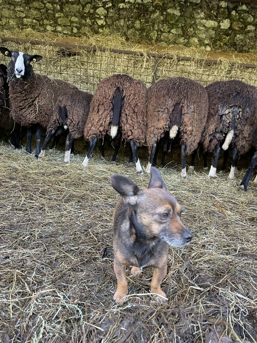 Inca • Worlds Smallest Sheepdog tweet media