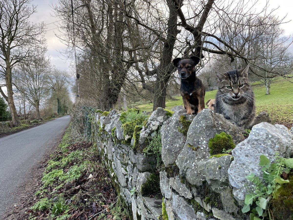 Inca • Worlds Smallest Sheepdog tweet media