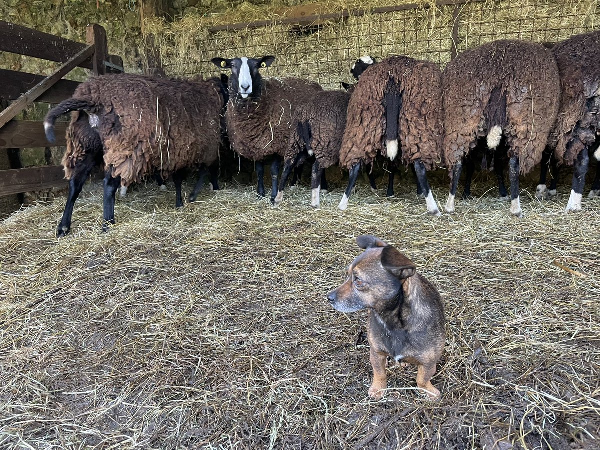 Inca • Worlds Smallest Sheepdog tweet media