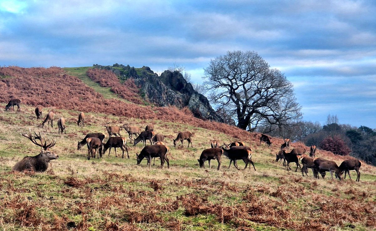 claire_l_jarvis's tweet photo. Lovely end to the annual leave @BradgatePark Even the sun gave an appearance! #favouriteplace #nature #getmeoutside #breathe https://t.co/Tu8vVtIJpa