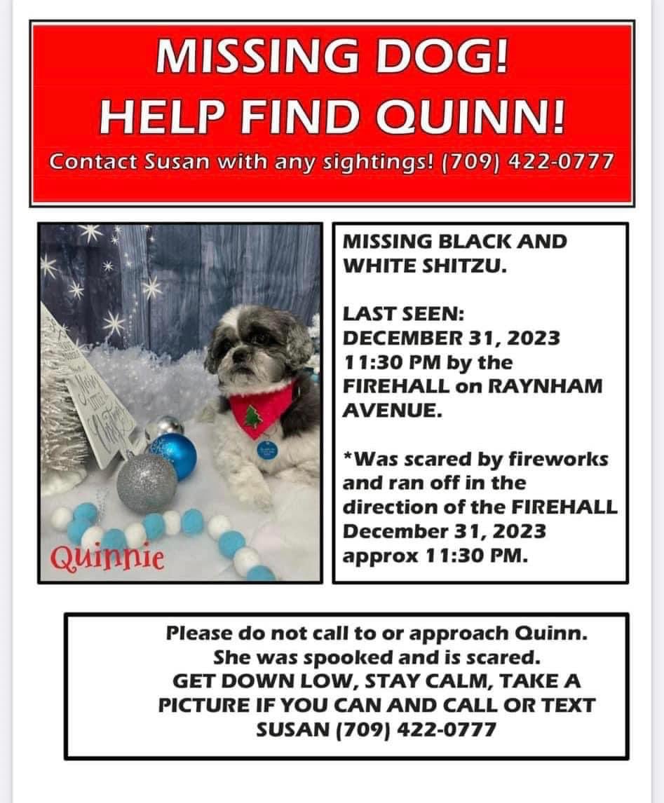 cbarnesradio's tweet photo. Owner Susan Mills told @590VOCM that she is grateful for the support from people looking for her little dog Quinn in Gander. More help is appreciated. https://t.co/N5KvwzrDm6