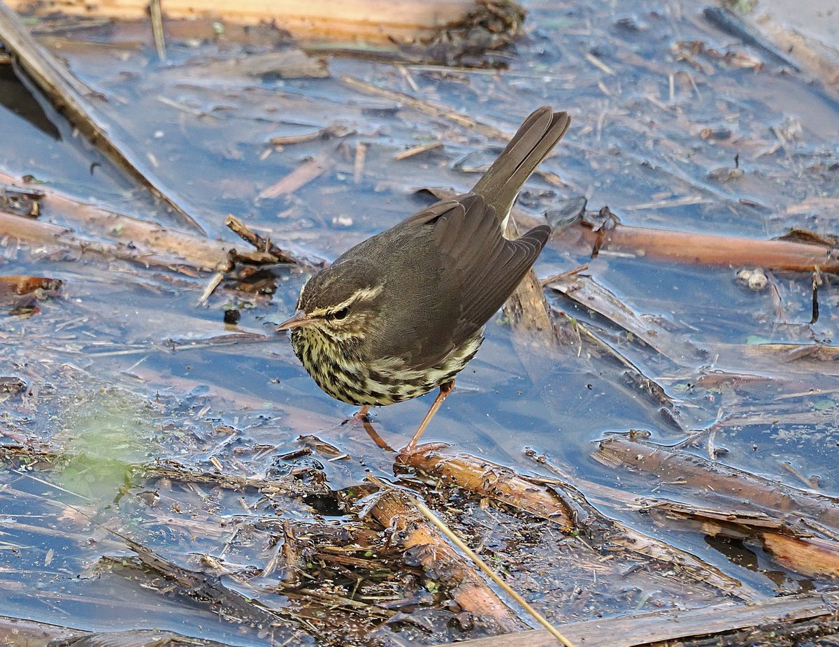 Steve Babbs tweet media