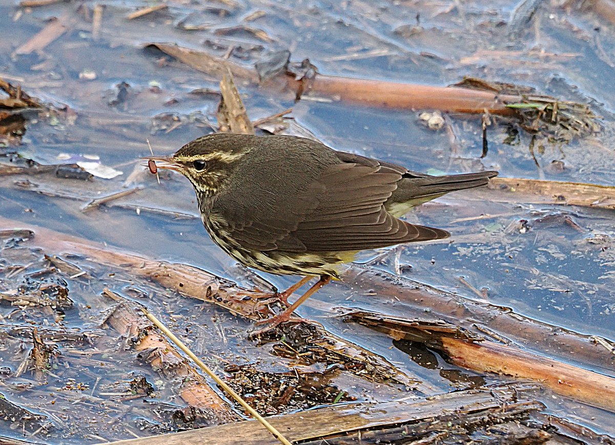 Steve Babbs tweet media