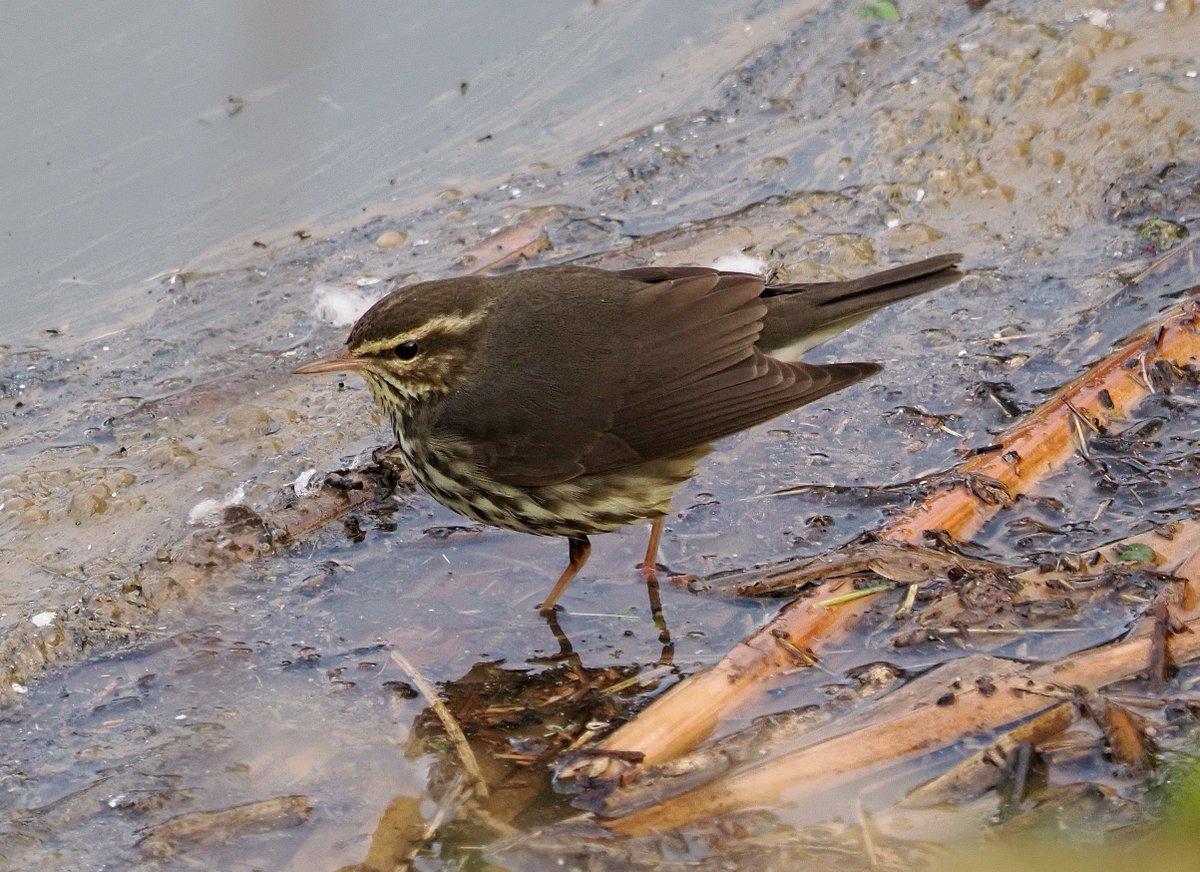 Steve Babbs tweet media