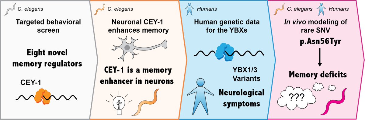 Ashley (Hayden) Monahan, PhD tweet media