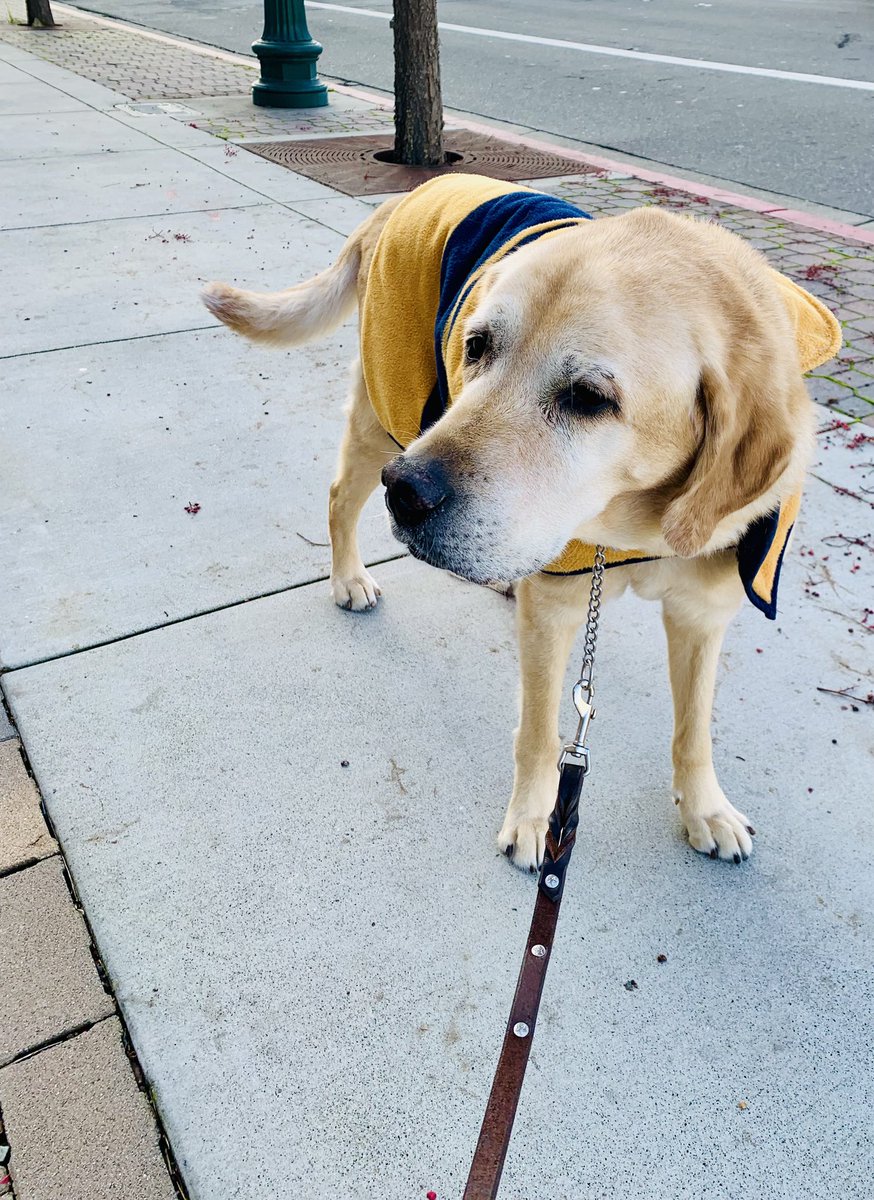 Apparently it’s #NationalLabradorRetrieverDay. Probably did not need the coat but it made human feel warmer putting it on him!
