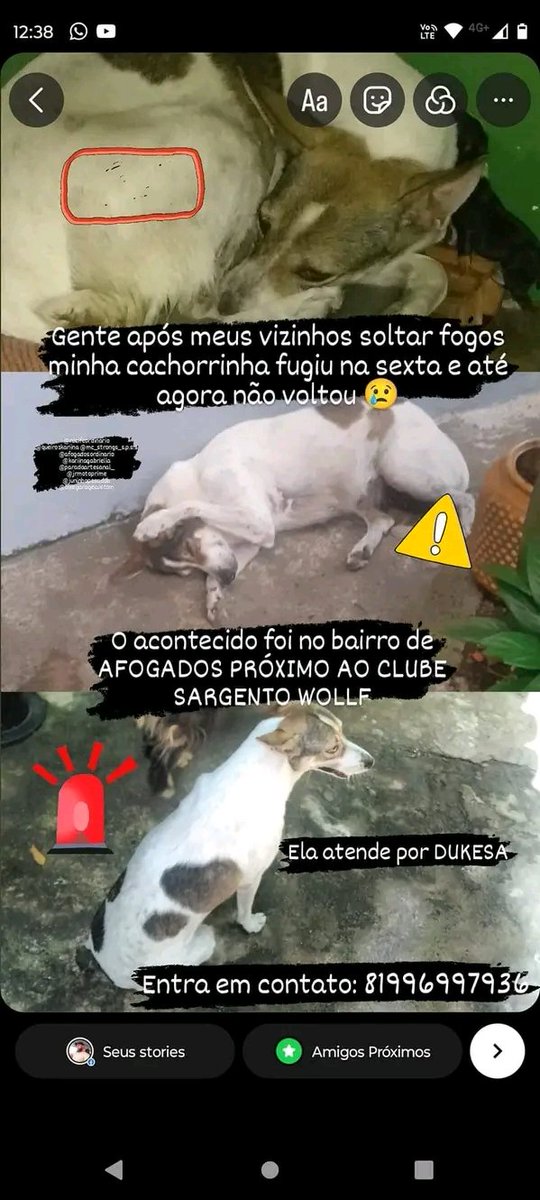 Animais Recife 🐶🐱🐾 tweet media