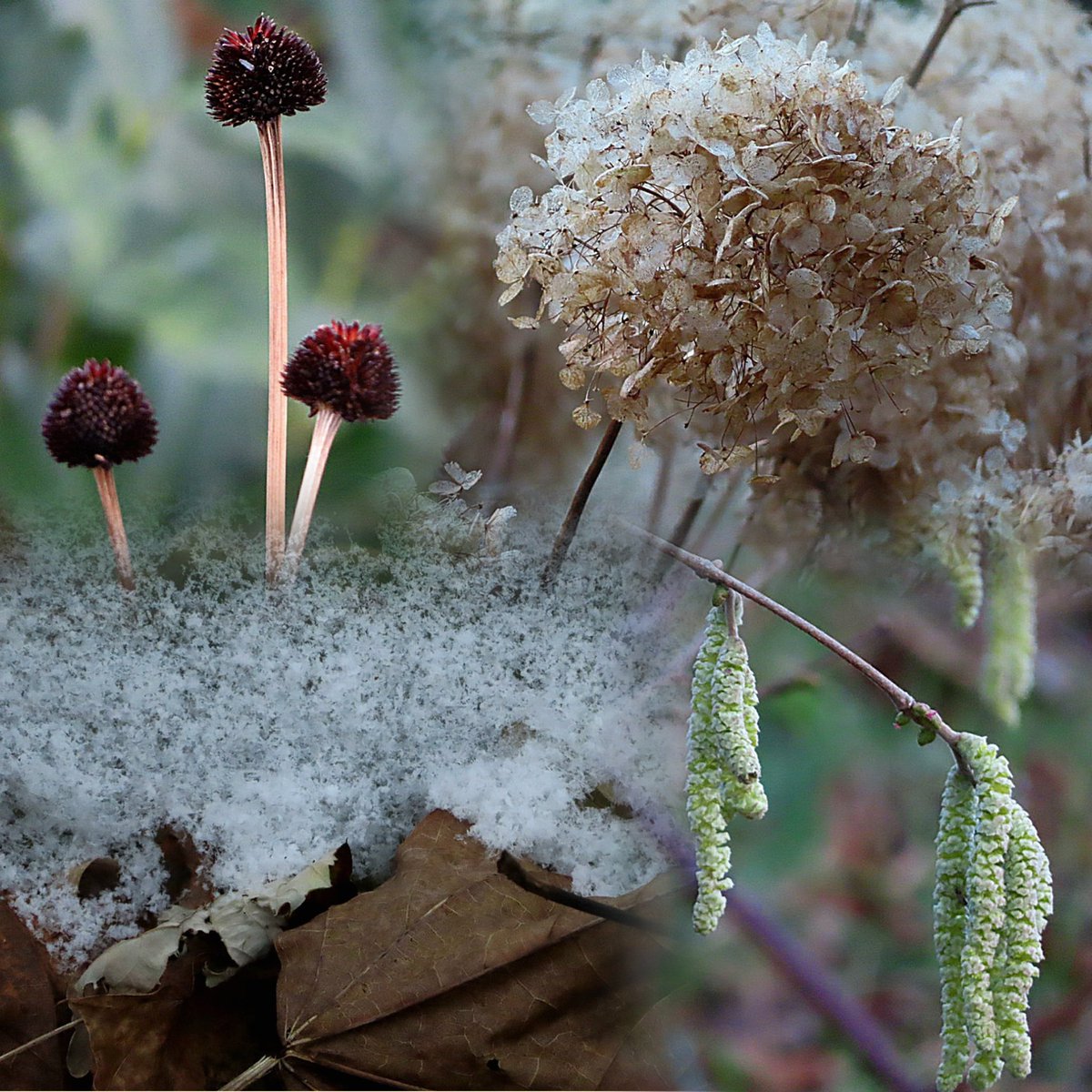 ' gardenart '   January 8
Good evening  🤍🤎
#NewWeek #gardenwalk #frost