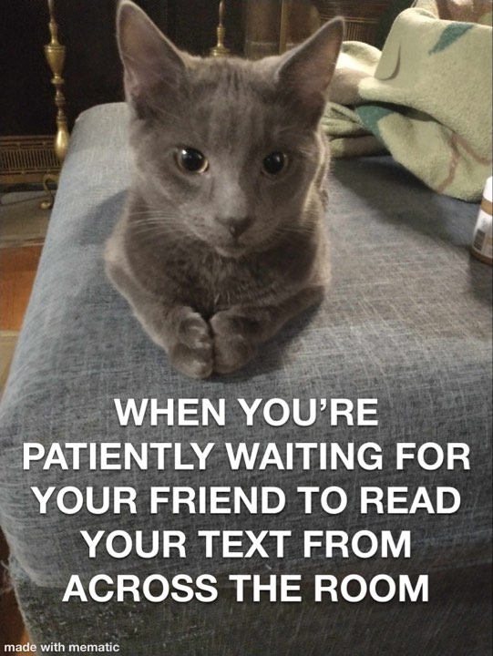 iCalmPet's tweet photo. Let us meme your pet! Show us your funniest photo of your pet; maybe you will see them featured next!

#memeMonday #iCalmPet https://t.co/oPBJwwzYxo