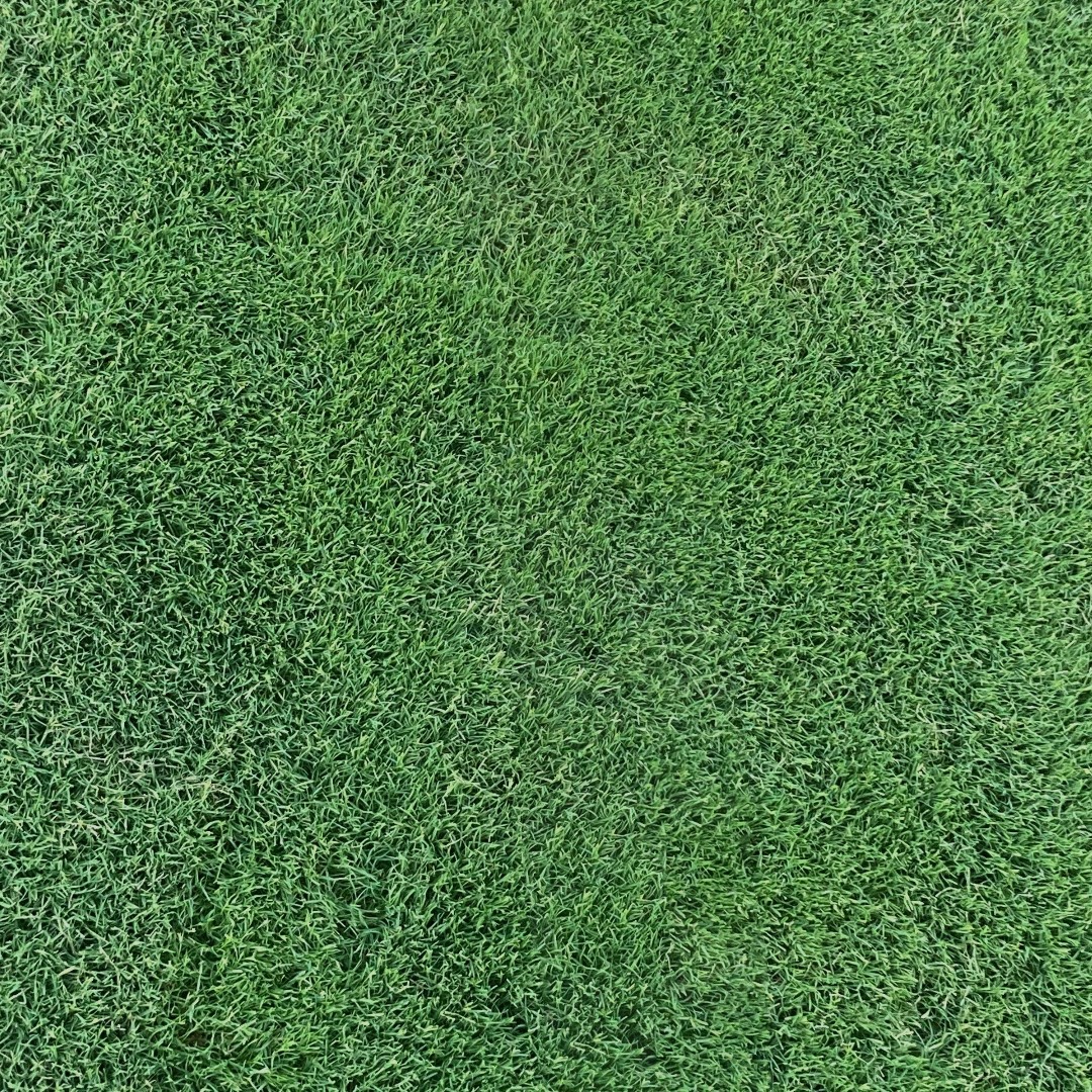 rocknsoil's tweet photo. NEW PRODUCT ALERT! IronCutter® is the ultimate Bermudagrass solution for Australian homes. Professionals and homeowners alike are sure to enjoy the beauty, low-maintenance properties and excellent drought and heat tolerance of this grass: https://t.co/f5RK7ox5WR https://t.co/Rgd7x1dZgR