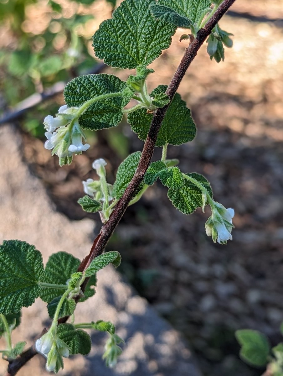 DavidRi25860212's tweet photo. Happy to be back in my garden and seeing more winter blooms starting or almost starting to get going. Ribes Indecorum and Garrya Veatchii.
#CAnativeplants
#SanDiegonativeplants https://t.co/5sTJAzrv7o