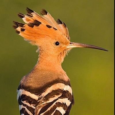 Daniel Melo tweet media