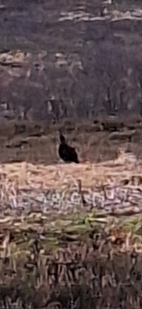 Year tick at work this morning. 😁