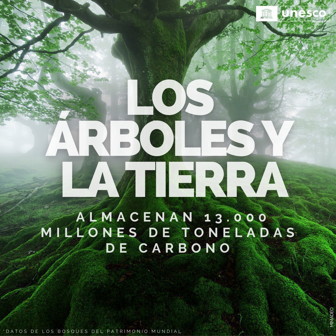 🌳 Los bosques son héroes anónimos de la #AcciónClimática.

Almacenan más de 13.000 millones de toneladas de carbono en sus árboles y suelos.

Protegiendo los bosques, incluidos los reconocidos como patrimonio mundial, cuidamos del planeta y de la humanidad.

Vía <a href="/UNESCO_es/">UNESCO en español 🏛️#Educación #Ciencia #Cultura</a>