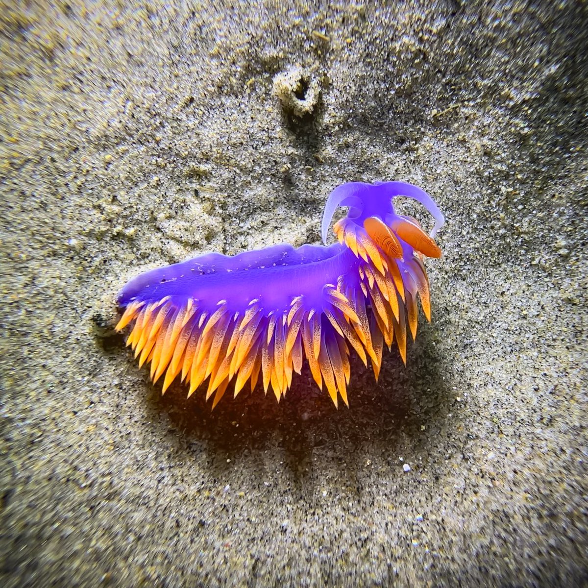 TreasuresAA's tweet photo. “Spanish Shawl” Everyday #3

Join me on this creative adventure as I create a new piece of art and share it with you everyday. Let me know what you think in the comments! 💙

#art #photographer #photography #videographer #sealifecamera #ocean #sandiego #lajolla #California https://t.co/xLGU6X1BJn