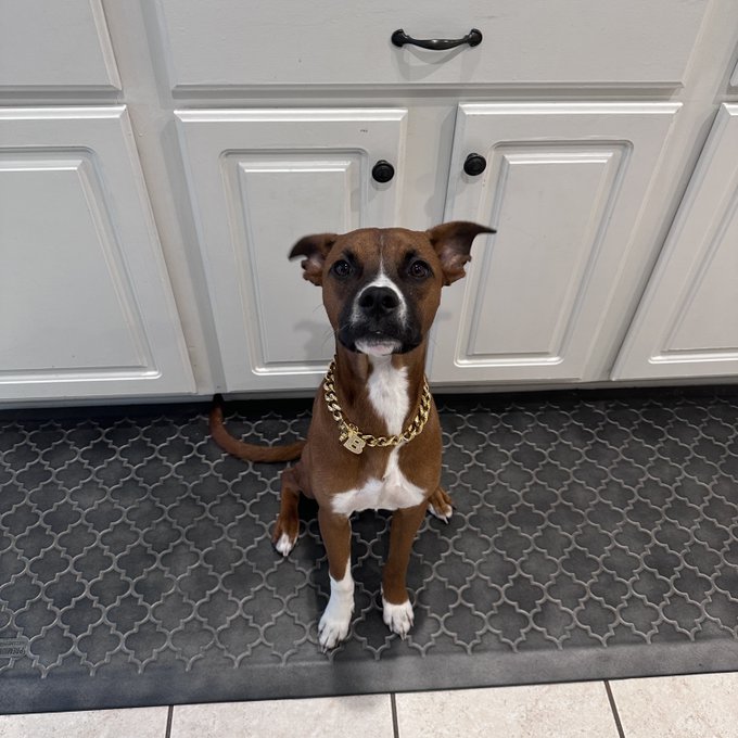 How cute does Brody look with his little chain&hellip; we have to exchange Bella&rsquo;s because her thick ass neck<a href="/tag/superherocostume"class="tags"><span>#superherocostume</span></a><a href="/tag/dressupfun"class="tags"><span>#dressupfun</span></a><a href="/tag/indecisivemome"class="tags"><span>#indecisivemome</span></a>