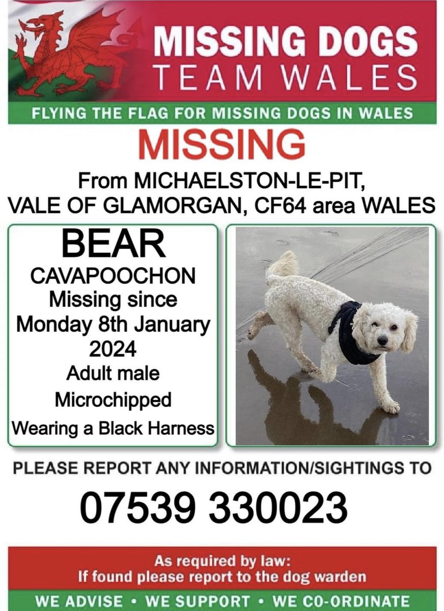 missingdogwales's tweet photo. ❗❗BEAR, MISSING FROM #MICHAELSTONLEPIT, #VALEOFGLAMORGAN, #CF64 area #WALES ❗
❗SINCE MONDAY 8th JANUARY 2024.
❗❗PLEASE LOOK OUT FOR BEAR AND CALL NUMBER WITH ANY SIGHTING/INFORMATION ❗ https://t.co/6QVtWDimEI
