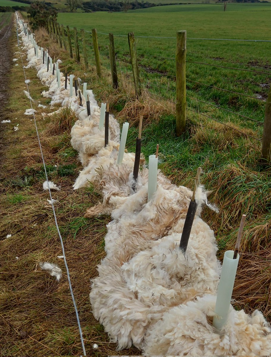 WhitriggsStuart's tweet photo. Hedges all planted for the season. All tucked up in wool. The pre Christmas hedge wool was abit windswept with the high winds back then. Easily tidied up again. Wool wetter now so settles in easier. https://t.co/BA4zUnXe9J