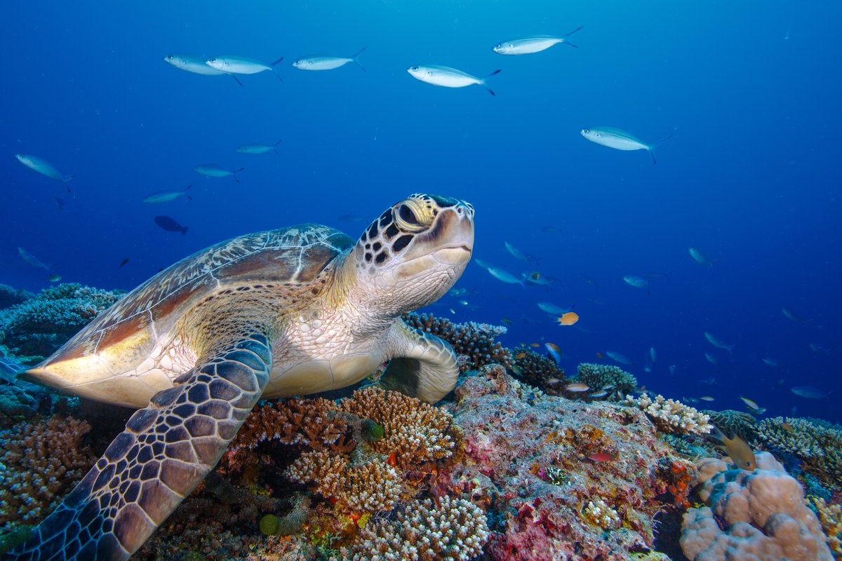 MissionBlue's tweet photo. Laamu Atoll Hope Spot in the Maldives is a hotspot for both biodiversity and ecotourism! Not only does the region boast Maldivian reefs, which are the 7th largest reef system on Earth, but also mangroves!

📸Marteyne van Well https://t.co/pw31SzibwB