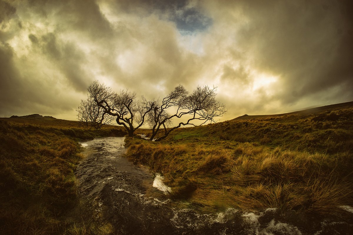 GlavindStrachan's tweet photo. #Willow on #DoeTor #Brook on #Dartmoor on New Years Eve - #DartmoorPhotographer #DartmoorPhotography #LandscapePhotography https://t.co/xFDl7bEGnU