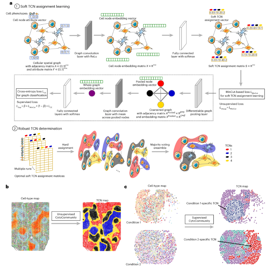 naturemethods's tweet photo. Analyzing spatial omics data? CytoCommunity  from the Hu and Tan labs enables both supervised and unsupervised analyses of spatial omics data in order to identify complex tissue cellular neighborhoods based on cell phenotypes and spatial distributions.
https://t.co/mcPHiEKbwN https://t.co/IilOcJgLAi