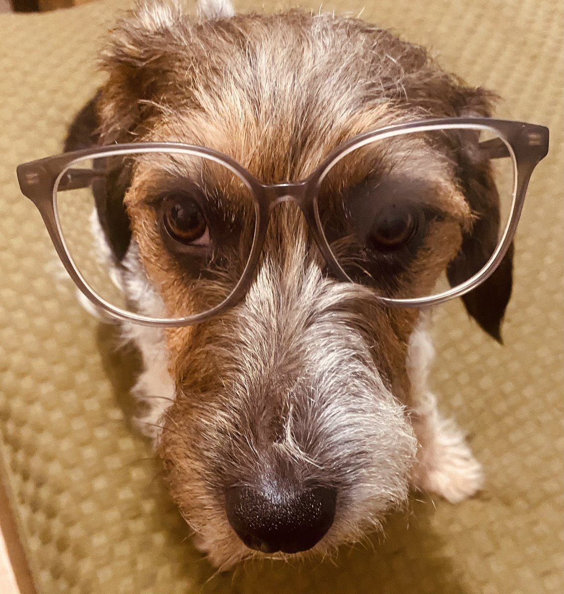 Do you own a dog? Please help by completing our questionnaire it only takes a couple of minutes 🐶 🐕 🐩 Hanks completed the questionnaire #research #dogspecs 
forms.office.com/e/nAuVvbWuiy
