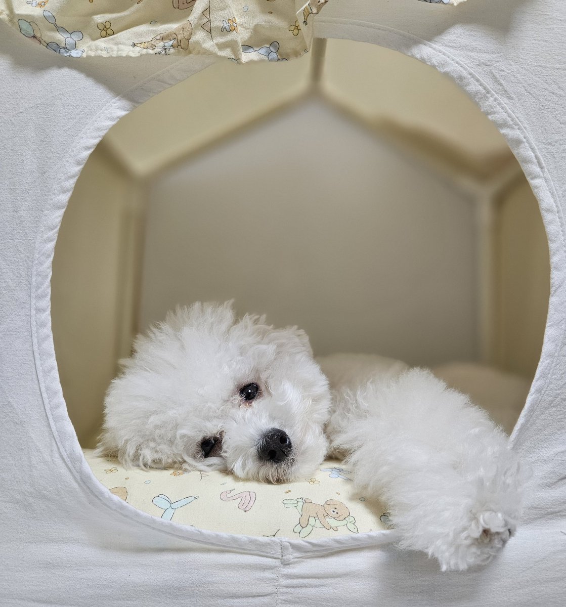 웅.. 이써.. 너두 조아하는 강아지 이써?