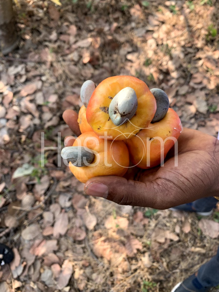 It's new year and a new season! Yes, the Cashew season.

The Cashew gospel has been true and consistent over the years.

What joy to behold this sight of goodness metamorphosing into a big and large money minting factory.

It's that time of the year and we are glad to share our