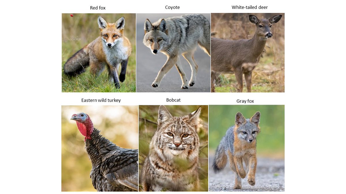 Josh Twining tweet media