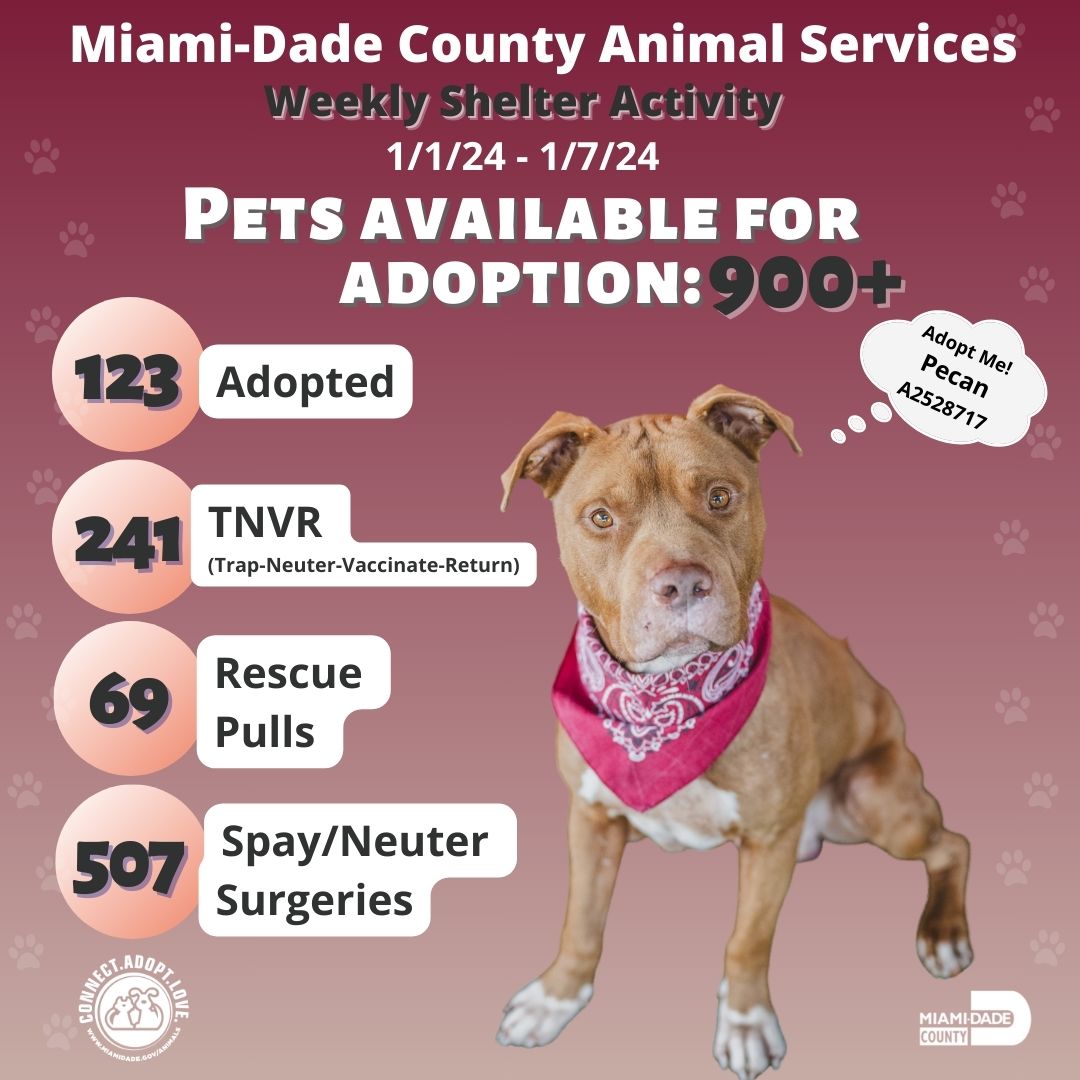 🐾 Our impact in numbers! From adoptions to care initiatives, these stats reflect our commitment to every furry friend in #OurCounty. #AdoptDontShop #MiamiShelter #TNVR #Rescue #SpayNeuter #ShelterPets #ShelterCat #ShelterDog #LoveForPets