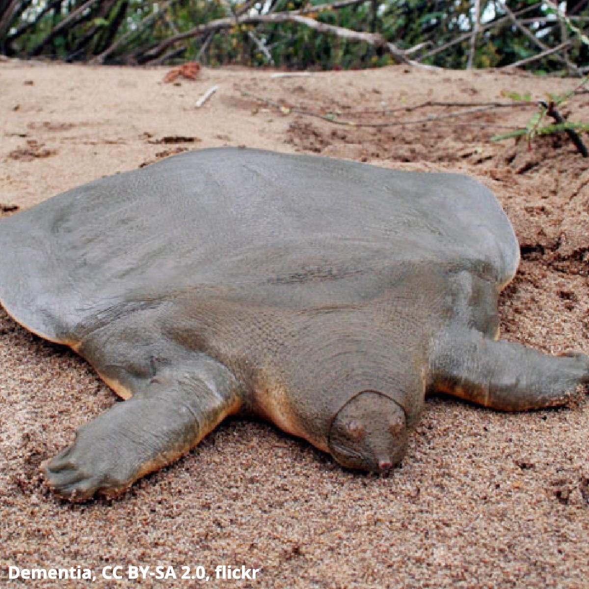 Ever seen an Asian giant softshell turtle? Its unusual “shell” is