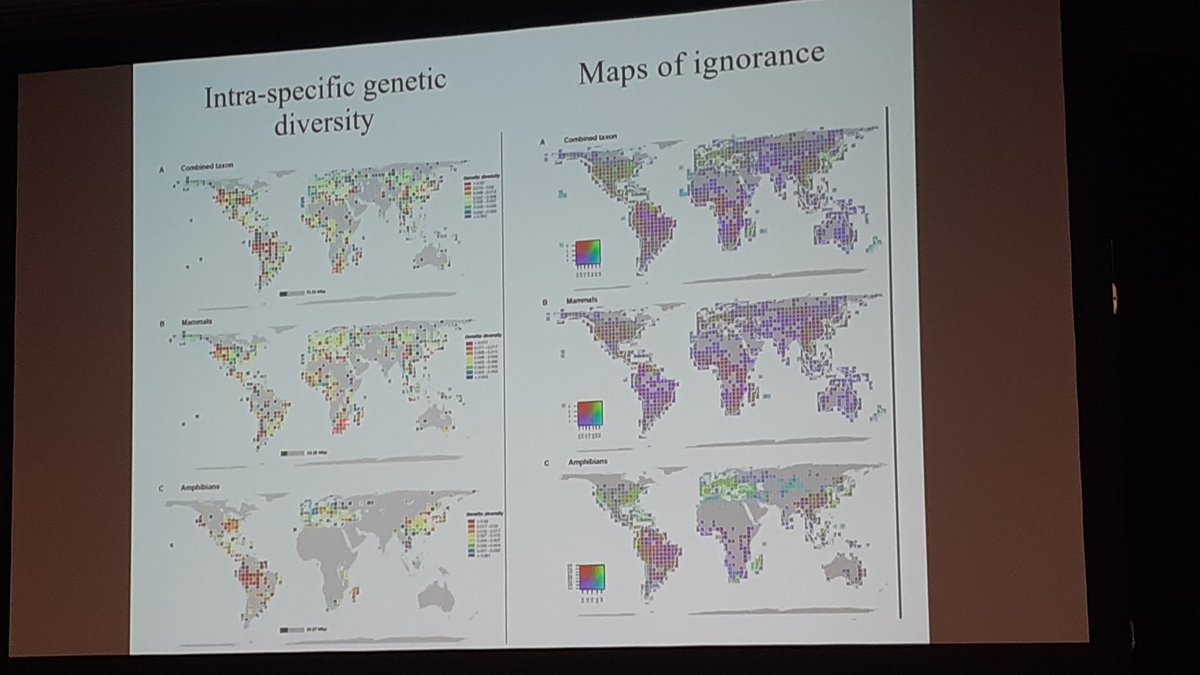 SuzetteFlantua's tweet photo. @pippodemontana @AnneThomas239 #ibsprague2024 @Noguesbravo. Is genetic diversity protected enough globally? Lack of data is huge problem (check the "map of ignorance") but #macrogenetics is thé new field at hand. Genetic diversity is definitely under high pressure and underprotected, like #amazonia #África, https://t.co/H43Y5QfsjN