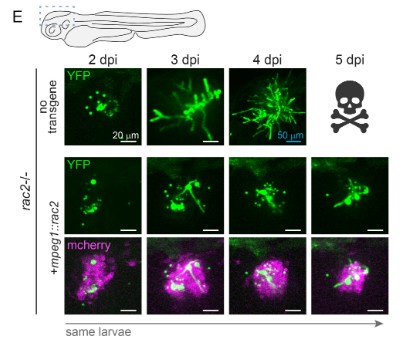 #MicrobiologyMonday: In the absence of neutrophils, macrophages do a good job of slowing down growth of Aspergillus fumigatus &amp; prolonging host survival. How? Rac2, a leukocyte-specific enzyme involved in many cellular functions, is key. #IAIJournal:  asm.social/1Et