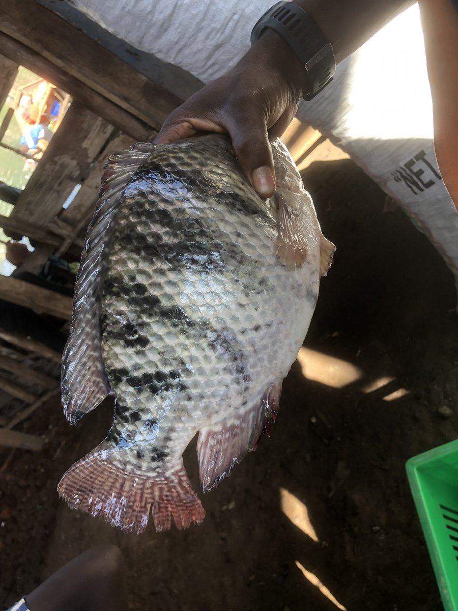 Landry_Aganze_'s tweet photo. Dégustez le goût exceptionnel des poissons du lac Kivu. Vous pouvez passer vos commandes directement ici, seule la qualité fait la différence! 🐟🎣✅
@OJAC_Climat @KatangaCynthia @DeniseNyakeru @Sharufa_
#bukavu #ojac #fishfarm https://t.co/oKExne37zj