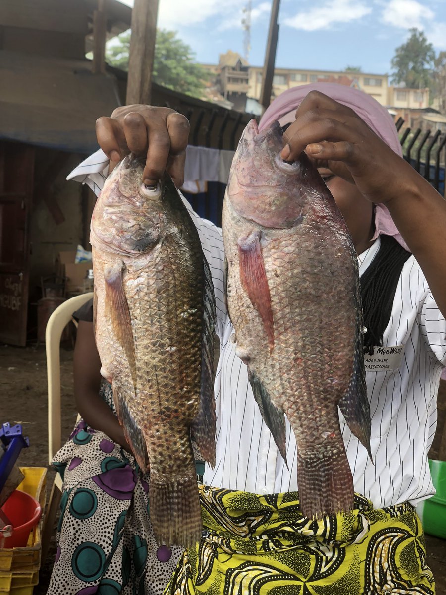 Landry_Aganze_'s tweet photo. Dégustez le goût exceptionnel des poissons du lac Kivu. Vous pouvez passer vos commandes directement ici, seule la qualité fait la différence! 🐟🎣✅
@OJAC_Climat @KatangaCynthia @DeniseNyakeru @Sharufa_
#bukavu #ojac #fishfarm https://t.co/oKExne37zj