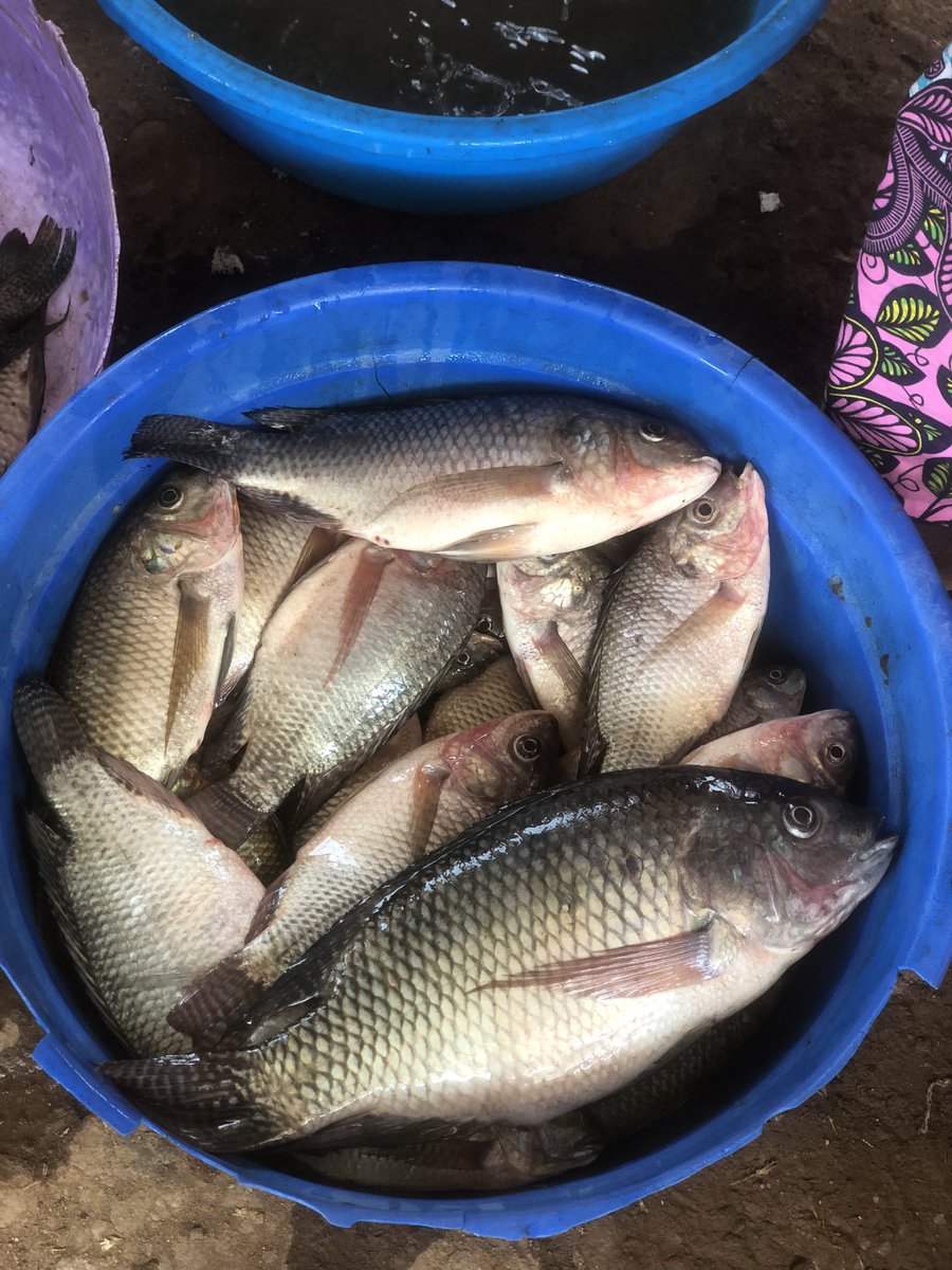 Landry_Aganze_'s tweet photo. Dégustez le goût exceptionnel des poissons du lac Kivu. Vous pouvez passer vos commandes directement ici, seule la qualité fait la différence! 🐟🎣✅
@OJAC_Climat @KatangaCynthia @DeniseNyakeru @Sharufa_
#bukavu #ojac #fishfarm https://t.co/oKExne37zj