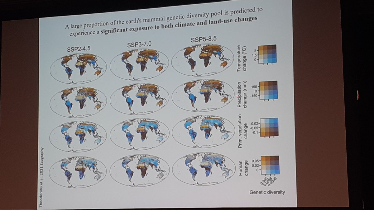 SuzetteFlantua's tweet photo. @pippodemontana @AnneThomas239 #ibsprague2024 @Noguesbravo. Is genetic diversity protected enough globally? Lack of data is huge problem (check the "map of ignorance") but #macrogenetics is thé new field at hand. Genetic diversity is definitely under high pressure and underprotected, like #amazonia #África, https://t.co/H43Y5QfsjN