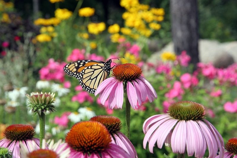 FMPublicLibrary's tweet image. The Flower Mound Public Library&apos;s Monday gardening series presented by the Denton County Master Gardeners returns in February. Each session begins at 7 p.m. To view more information about the sessions and to register, visit flower-mound.com/libraryevents.