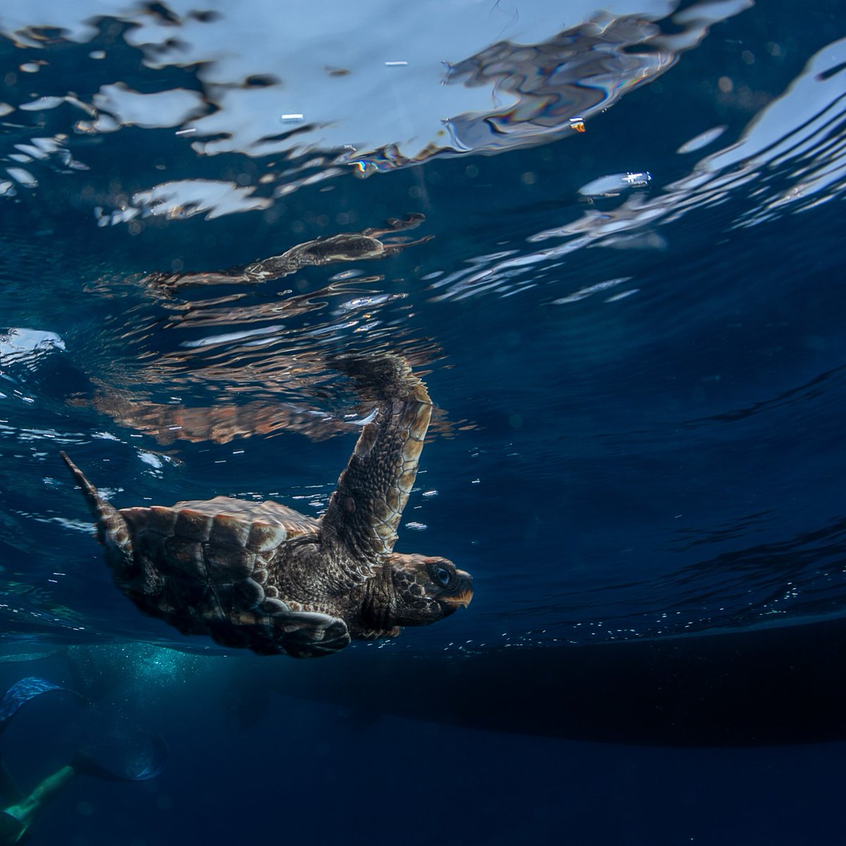 Last month, the #twooceansaquarium #Turtle #Conservation Centre released 28 turtle hatchlings off the coast of Cape Point! 🐢 They were all rehabilitated by our team after stranding along the Western Cape. It is so rewarding to see them return to the #ocean! 🌊 
📸: Geoff Spiby
