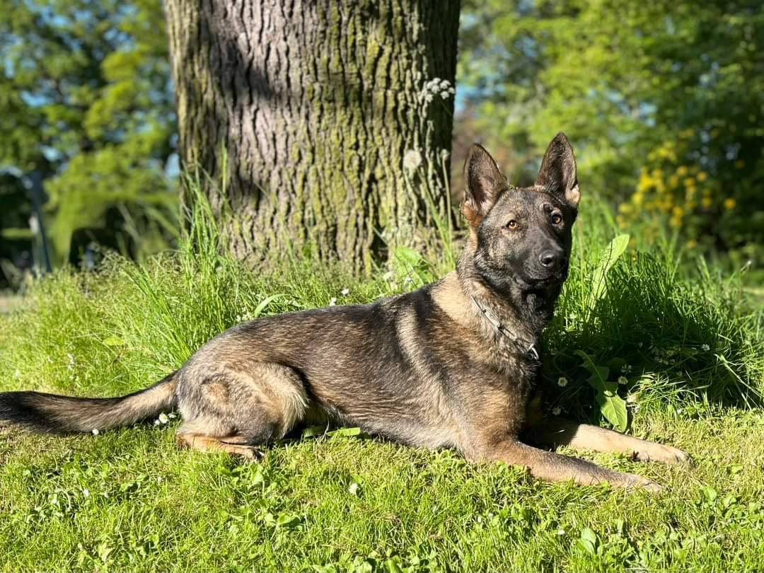 Say hello to our newest recruit, #TPDEva, from Lealisha German Shepherds local to Aberdeen. She's been kindly gifted to us from a generous member of the public. Her Mum & Dad are both sports dogs & have police dog relatives; we reckon she's going to be great. #TraineeFurMissile