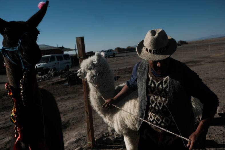 🦙¿Sabías que la @ONU_es ha declarado al 2024 como el #AñoDeLosCamélidos?

🌎En países como #Bolivia, #Perú y #Argentina, las llamas y alpacas son clave para el progreso de las comunidades altoandinas y poblaciones indígenas.

¡Los camélidos contribuyen a la biodiversidad global!