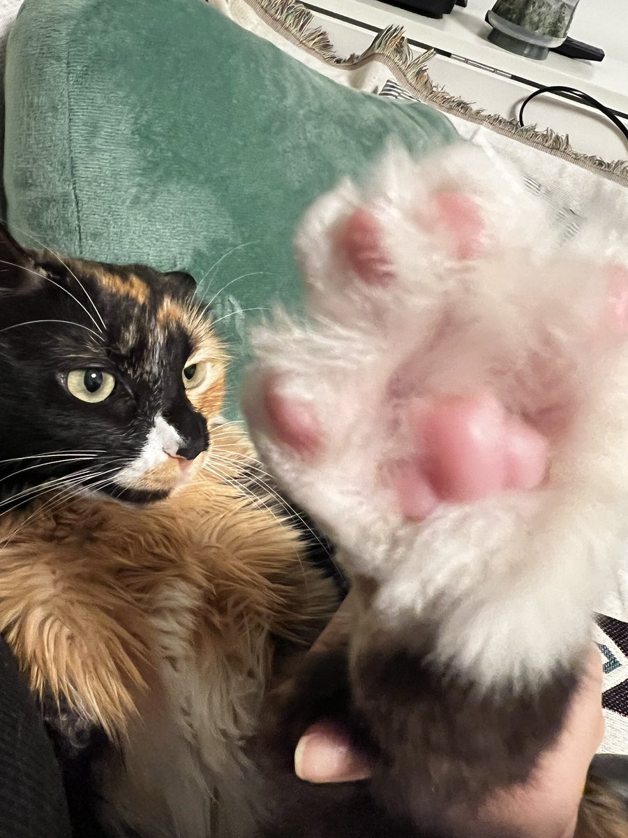 Just caught my adorable furball, Tiger, in action! 🐾😻

 #CatLove #FurryFriend #PawsomeMoments #Cat #CatsLover #fyp #CatsOfTwitter #CatsAreFamily