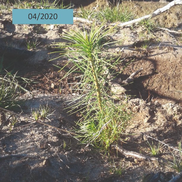 AssoDuramen's tweet photo. En Avril 2020, Duramen a soutenu la plantation de 1800 Pins sylvestres à Châteauneuf sur Loire (45) pour transformer 1 ha de peuplement pauvre. Voici quelques images de ces arbres presque 4 ans après leur plantation. https://t.co/Fc73PMMpG6