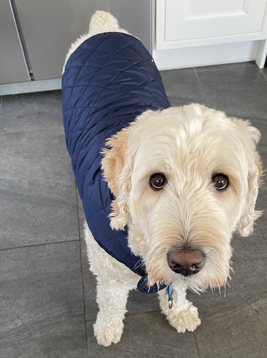 When you get a new coat for Christmas and get the chance to wear it 😍😍#authordogs #AuthorsOfTwitter #dogs #labradoodles