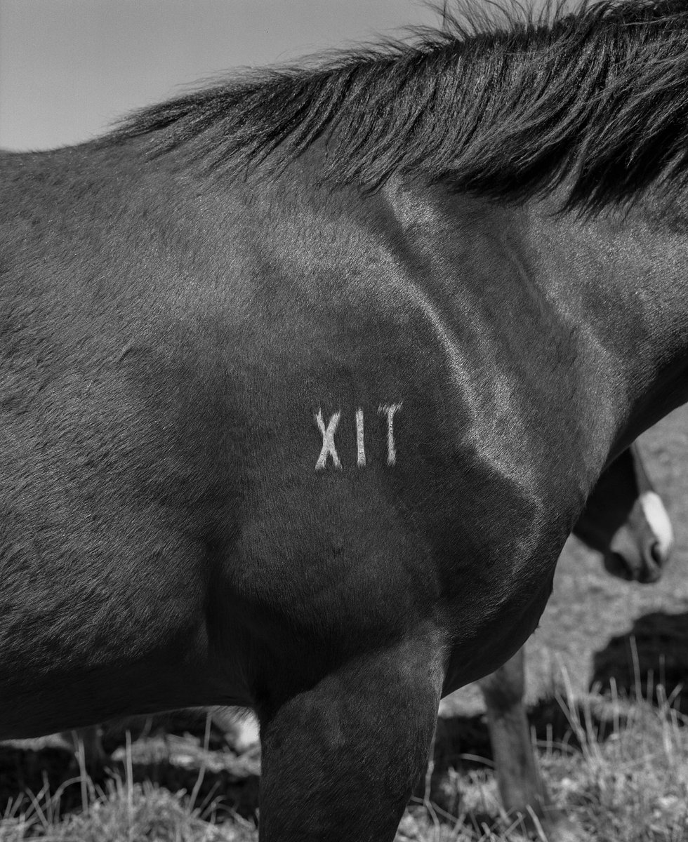 XITRanch's tweet photo. In the silent echoes of history, a stoic portrayal: a horse bearing the iconic XIT brand.
Established in 1885, this brand, echoes an enduring legacy rich in Texas history.
Picture captured by Beau Simmons
#XITRanch #HistoricalReflections #TenInTexas #RanchLife #AQHA #Texas https://t.co/ckT0kWfulD