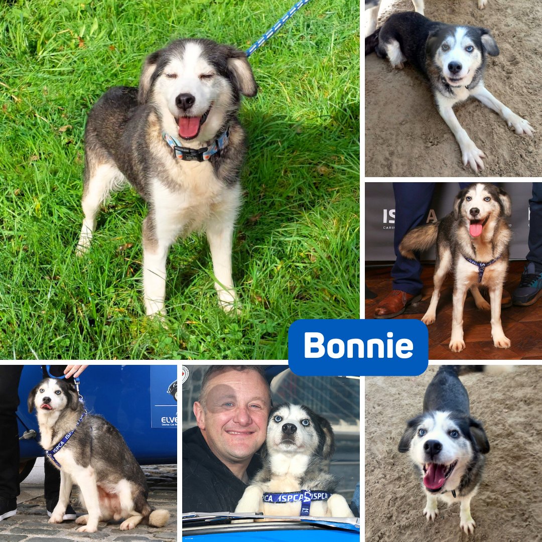 NSPCA Longford tweet media